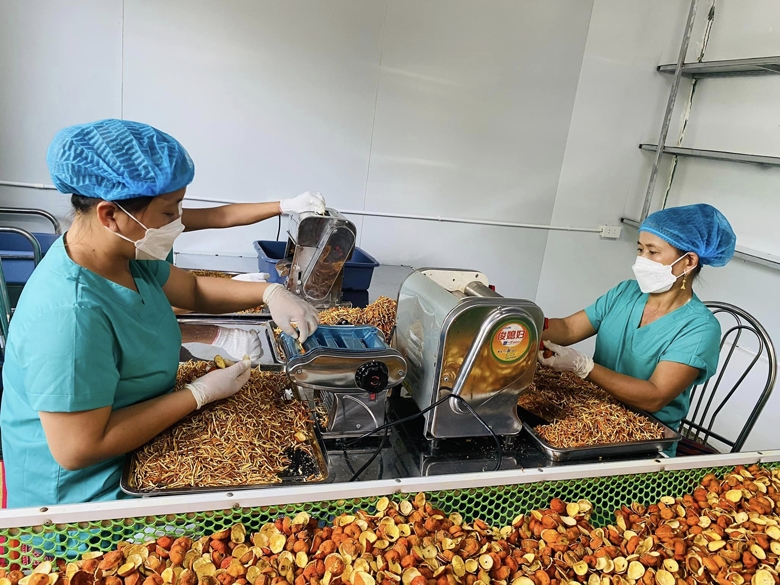 Chế biến Quýt Hoi tại Công ty TNHH Puluong Cuisine (Tinh hoa ẩm thực Pù Luông) góp phần phát triển sản phẩm bền vững, nâng cao thu nhập cho đồng bào các DTTS