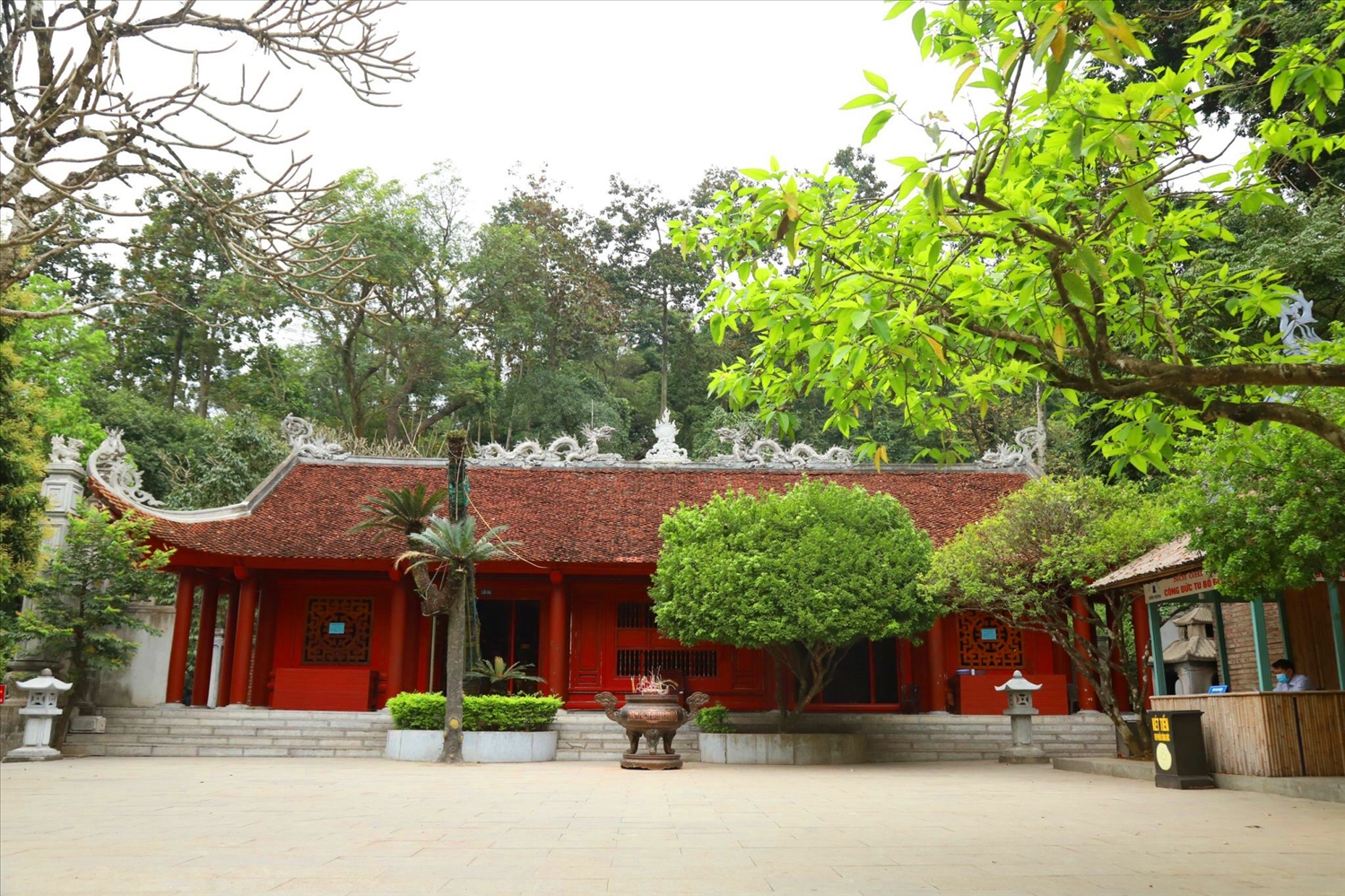 Cây vạn tuế hơn 800 năm tuổi trước cửa Chùa Thiên Quang