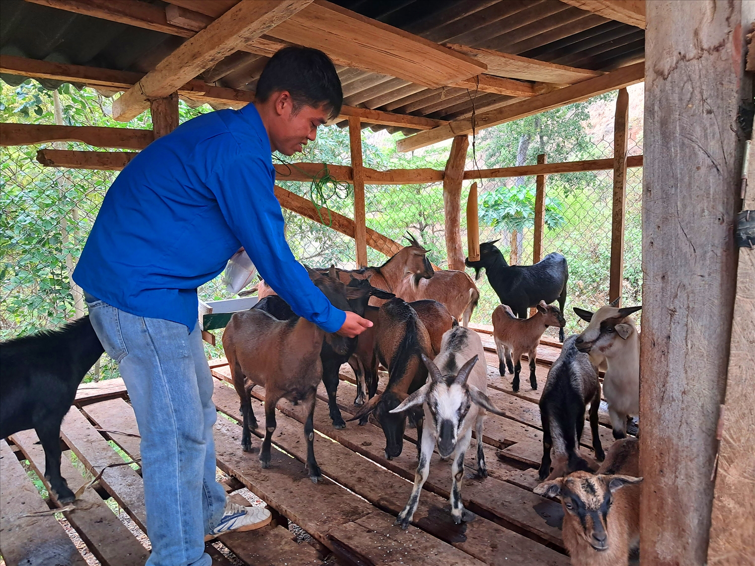 Bí thư Đoàn xã Mường Ải, Moong Bá Nghĩa đang chăm sóc đàn vật nuôi của gia đình.