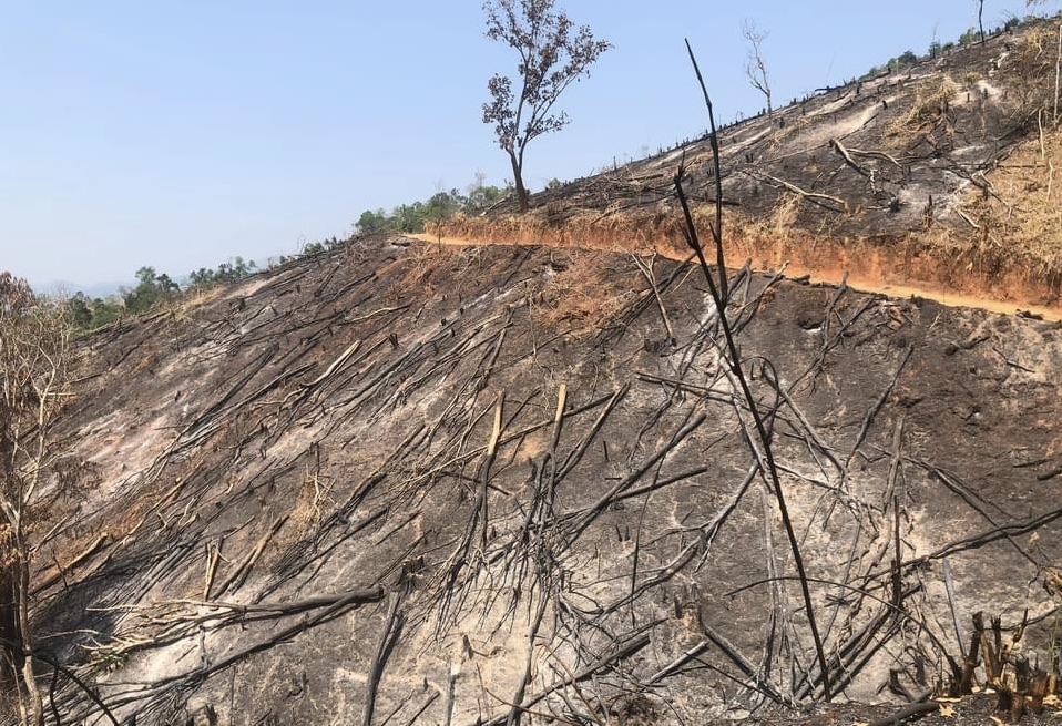 Hiện trường vụ phá rừng tại xã Đăk Pxi mà Báo Dân tộc và Phát triển đã phản ánh
