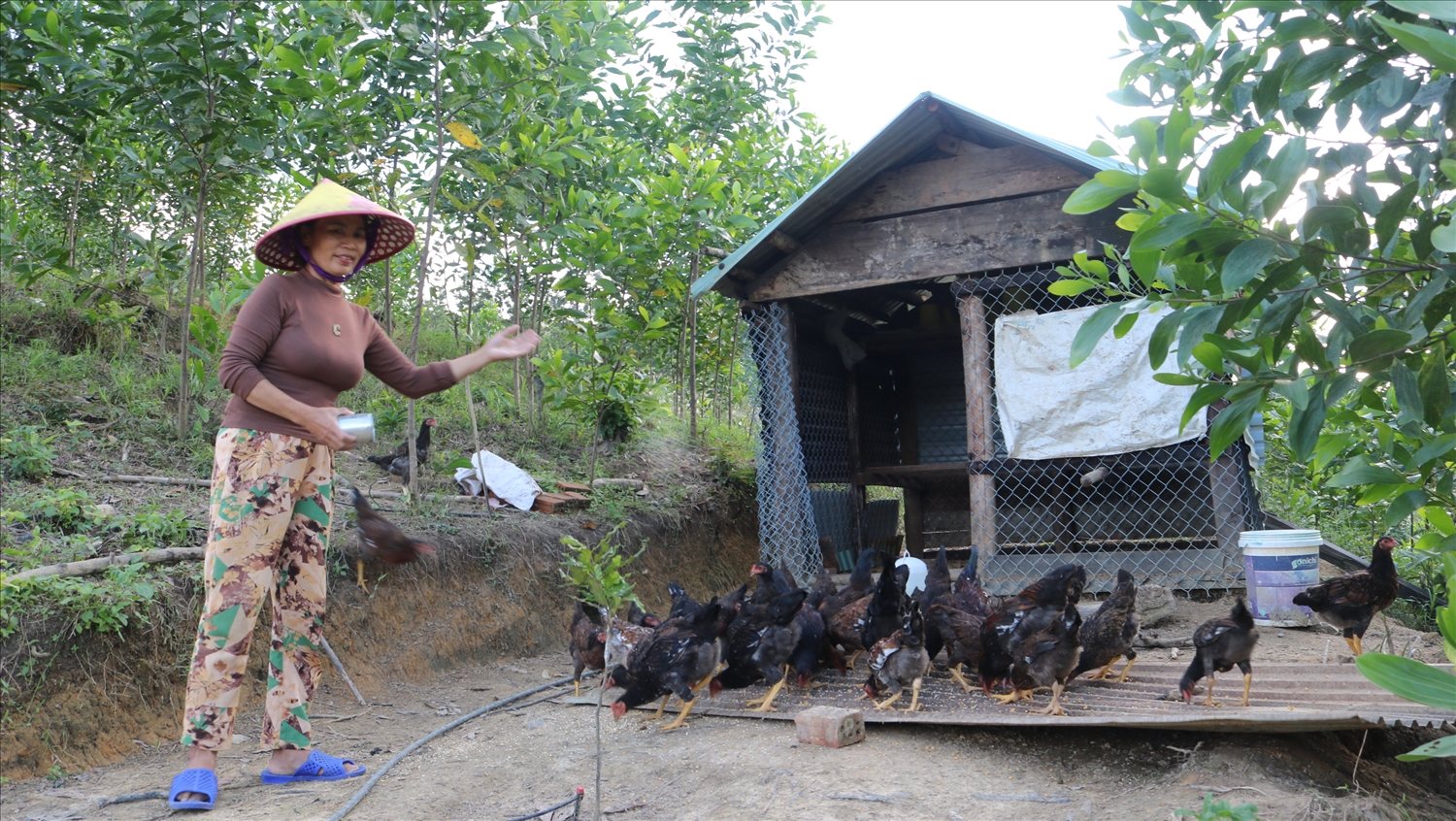 Nhiều mô hình chăn nuôi gia súc, gia cầm giúp người dân thoát nghèo đang được phát huy ở các huyện miền núi Quảng Nam