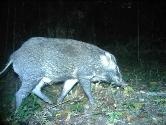 Nhóm nghiên cứu Vườn quốc gia Phước Bình cũng đã ghi nhận các loại động quý hiếm, các loài động vật hoang dã