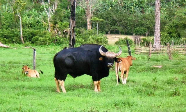 Năm 2008, người dân địa phương phát hiện con bò tót đực từ đại ngàn về làng