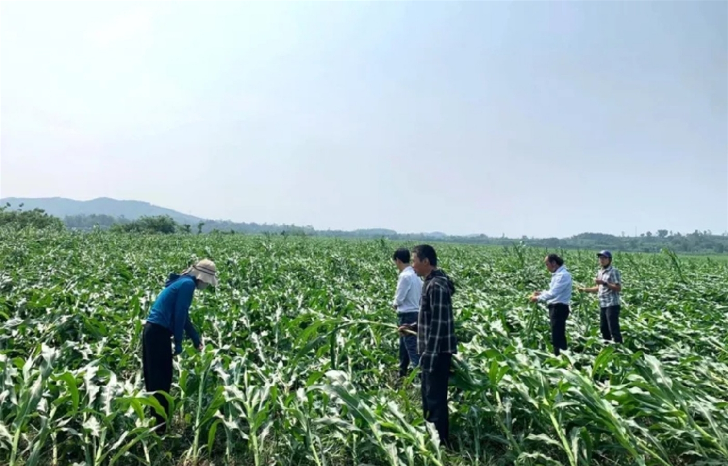 Tổng diện tích nông nghiệp huyện Anh Sơn bị ảnh hưởng lớn, với khoảng 150 hecta lúa bị phá hủy, 720 hecta ngô và rau màu bị thiệt hại, cùng với diện tích rừng bị tổn thất khoảng 805,5 hecta.
