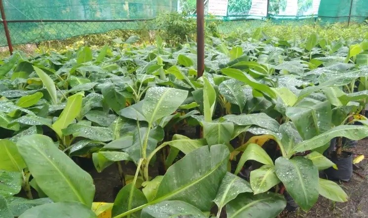 (Tổng hợp) Kỹ thuật trồng và chăm sóc cây chuối hột hiệu quả 1