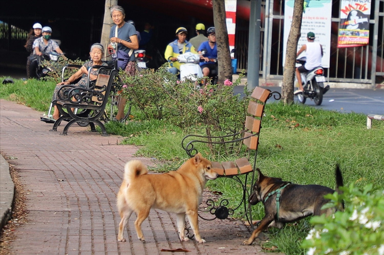 Chó thả rông không rọ mõm hay người chăn dắt nơi công cộng có thể gây nguy hiểm cho nhiều người khác.