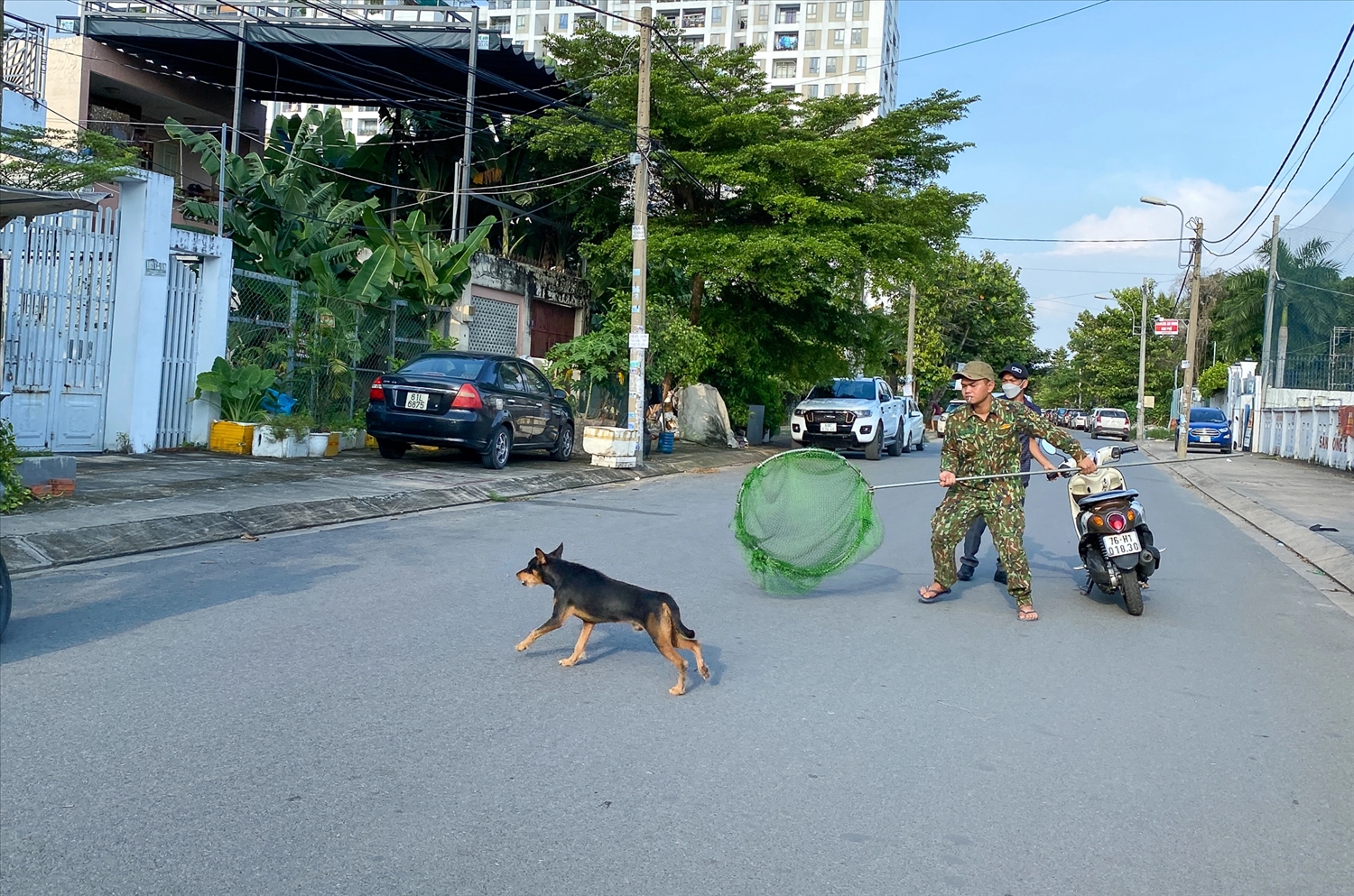 Nhiều địa phương đã triển khai các đội bắt chó thả rông để đảm bảo an toàn cho mọi người.
