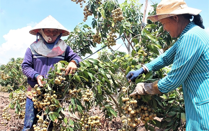Đồng bào Khmer trong tỉnh Sóc Trăng vươn lên phát triển kinh tế từ các mô hình hỗ trợ sản xuất thuộc Chương trình MTQG 1719.