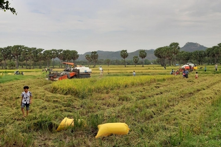 Nhiều mô hình sản xuất nông nghiệp hiệu quả được triển khai trong vùng đồng bào DTTS tỉnh An Giang.