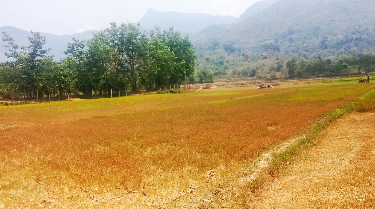 Cánh đồng ở huyện Lắk, tỉnh Đắk Lắk khô khốc, lúa chết vì hạn hán