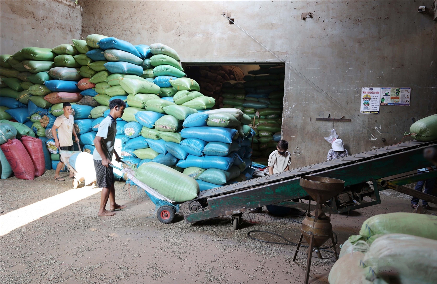Một cơ sở kinh doanh nông sản ở thị trấn Quảng Phú, huyện Cư M’Gar, tỉnh Đắk Lắk thu mua 20 tấn tiêu mỗi ngày, giảm 20 - 30 tấn/ngày so với các năm trước (Ảnh: Hoài Thu).