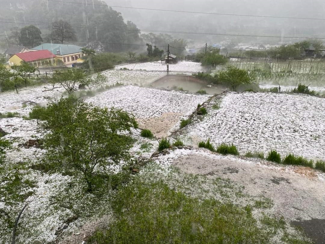 Vào khoảng 16h30 chiều 24/4, huyện vùng cao Vân Hồ (tỉnh Sơn La) xuất hiện mưa đá xối xả
