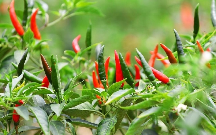 Ớt chỉ thiên là loại ớt được trồng phổ biến ở nước ta ở cả ba miền Bắc, Trung, Nam. Giống ớt này dễ trồng, có thể thu hoạch trong thời gian ngắn và đặc biệt mang lại giá trị kinh tế cao. 