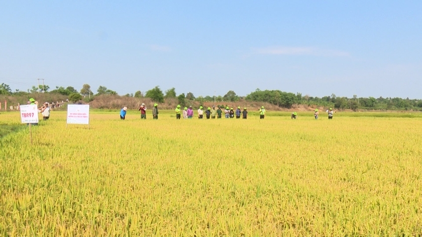 Nông dân xã Ia Pết, huyện Đak Đoa tham quan mô hình giống lúa chất lượng cao TBR79 