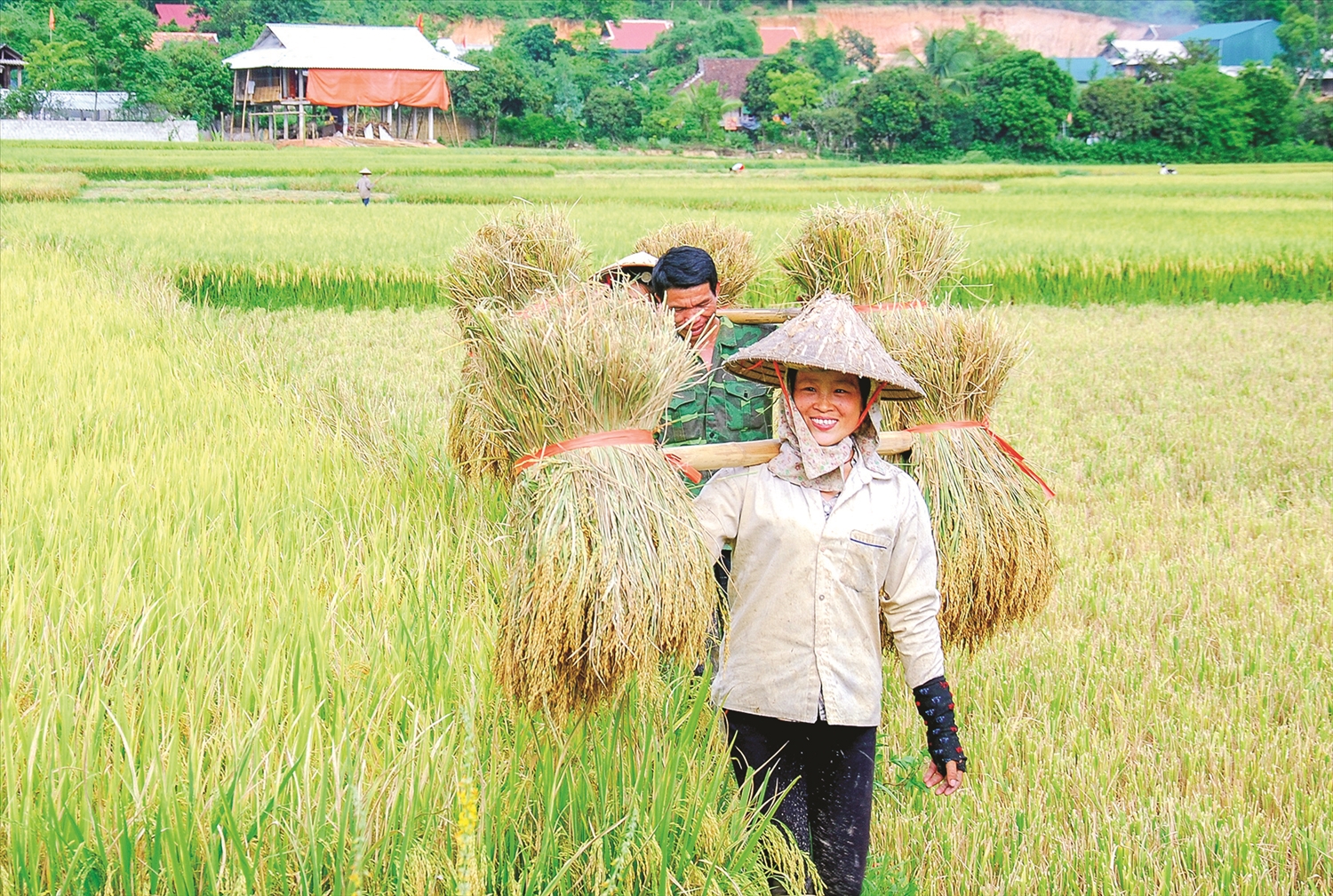 Người dân Điện Biên thu hoạch lúa trên cánh đồng Mường Thanh.