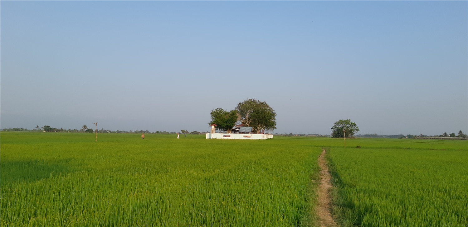Kut dòng tộc phun Makia (cây Thị) nằm giữa cánh đồng