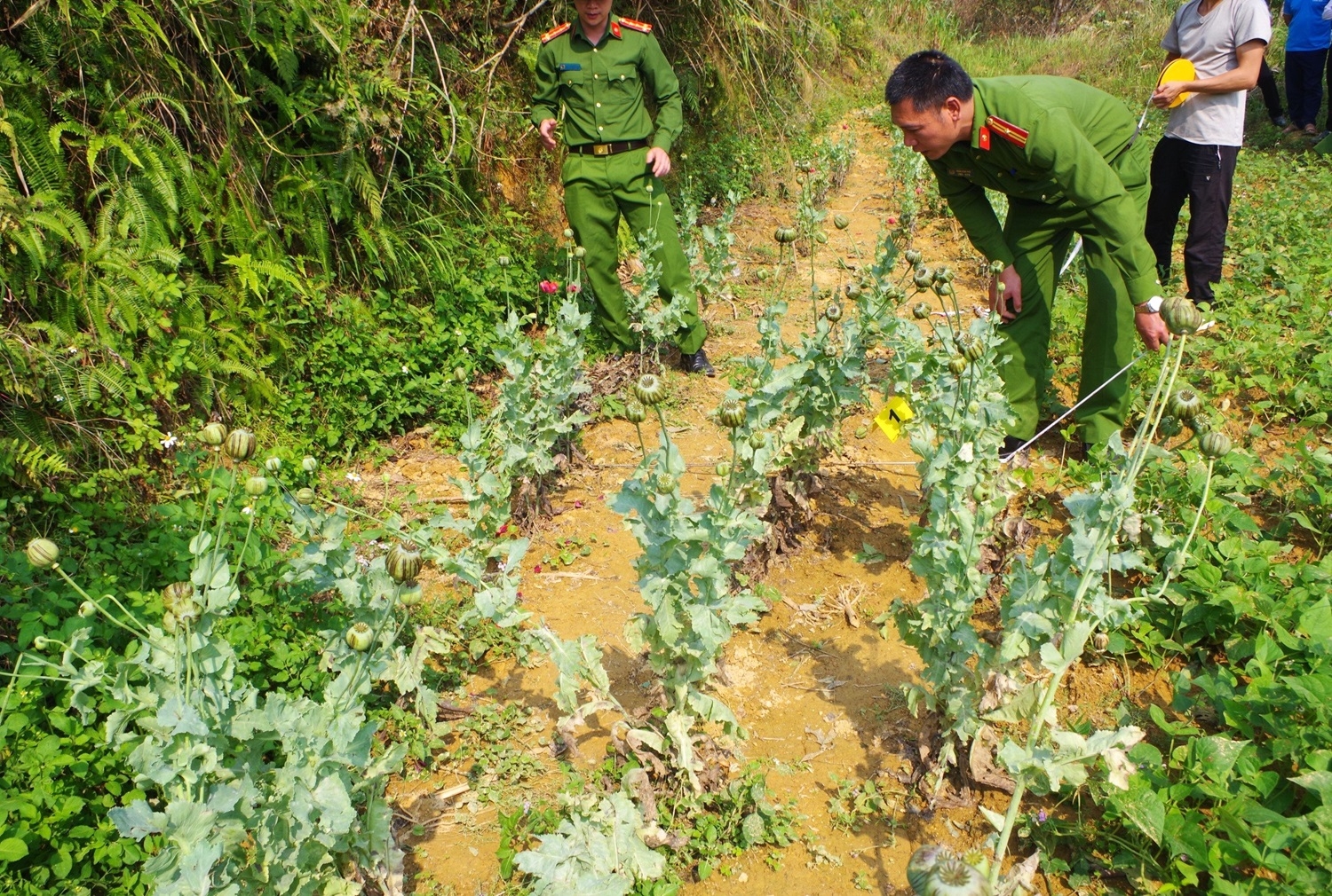 Lực lượng Công an huyện Mèo Vạc (Hà Giang) kiểm đếm số lượng cây thuốc phiện