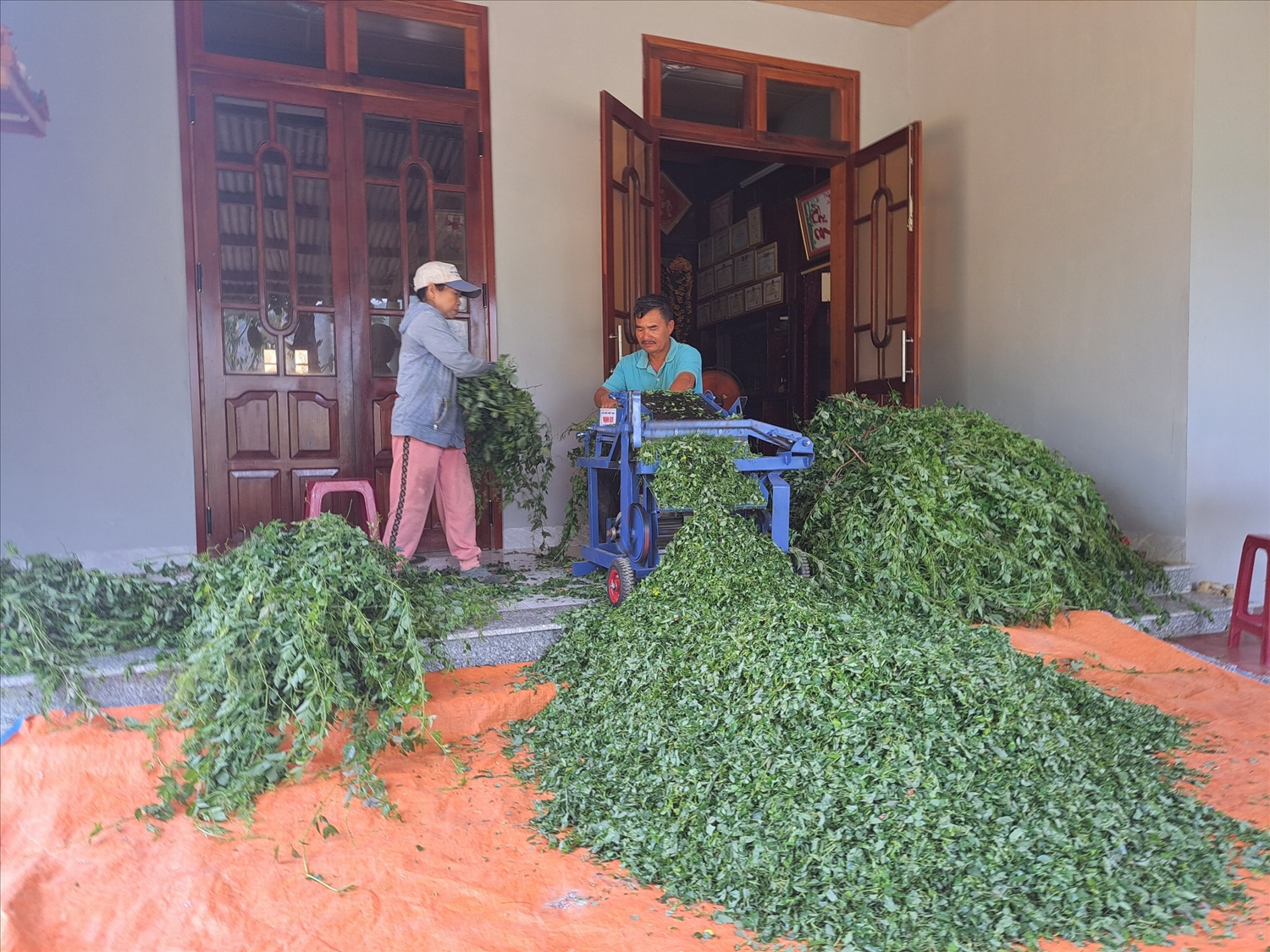 Mô hình sản xuất chè dây đang ngày càng cải thiện sinh kế cho bà con