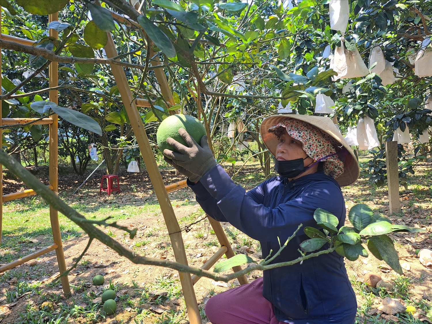 Huyện Đông Giang cũng đang đẩy mạnh phát triển trồng cây ăn quả theo chuỗi sản xuất để cải thiện sinh kế cho bà con