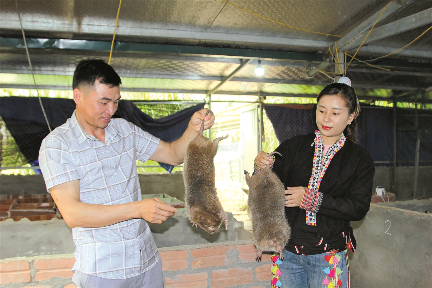 Mô hình nuôi dúi của gia đình chị Triệu Thị Mùi đem lại hiệu quả kinh tế cao. 