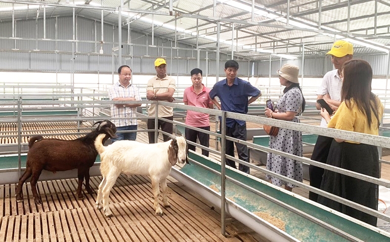 Đoàn đến thăm mô hình trồng nho kết hợp nuôi dê tại tỉnh Phú Thọ