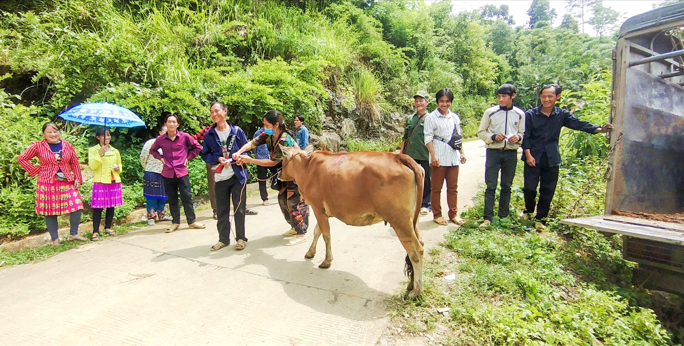 Người dân xã Thái Sơn, huyện Bảo Lâm được hỗ trợ bò để phát triển sản xuất