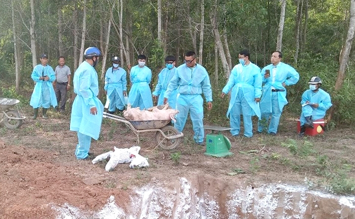 Lực lượng chức năng ở huyện Hướng Hóa (Quảng Trị) tiến hành tiêu hủy lợn dịch trong thời điểm bùng phát dịch. (Ảnh minh họa)