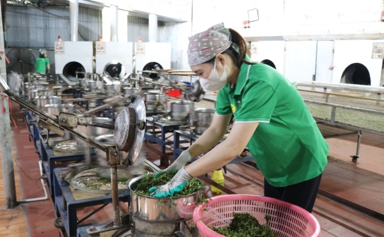 Xã viên HTX nông sản Phú Lương chế biến chè đặc sản