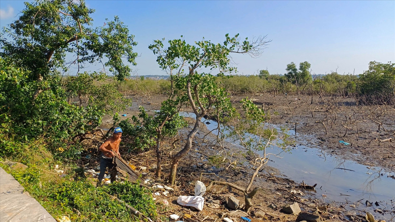 Tỉnh Quảng Nam đang lên phương án phục hồi rừng ngập mặn Tam Giang
