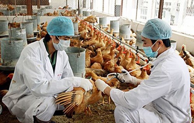 (Tổng hợp) Phát hiện trường hợp đầu tiên mắc cúm A/H9 tại Việt Nam