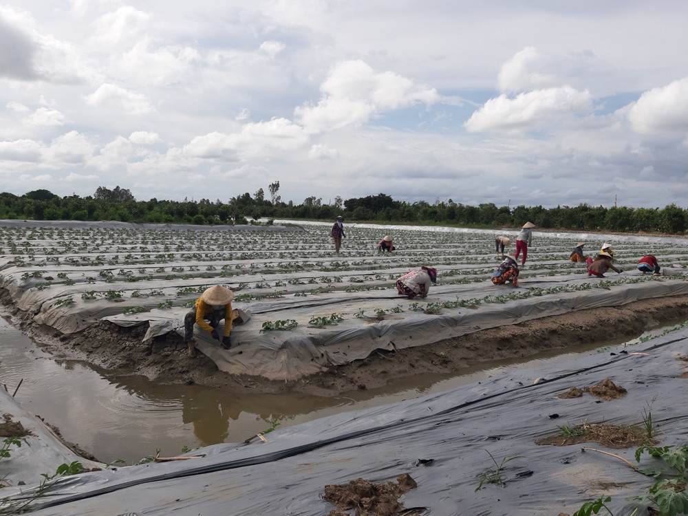 Các tỉnh Đồng bằng sông Cửu Long hiện đang đẩy mạnh phân vùng sản xuất vừa ứng phó với xâm nhập mặn, vừa nâng cao giá trị kinh tế sản phẩm nông nghiệp.