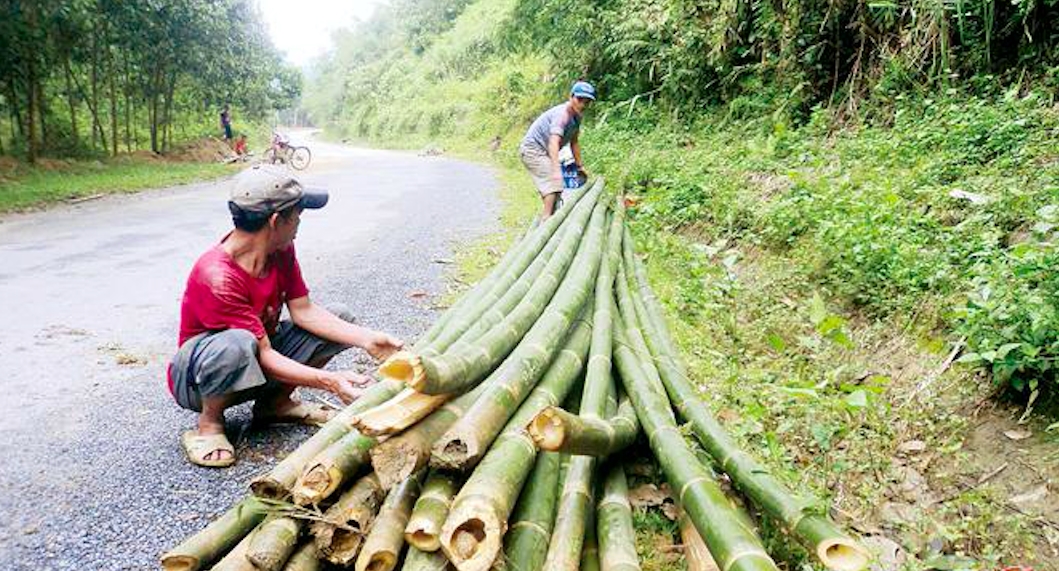 Cây lồ ô giúp người dân miền Tây Trà Bồng có thu nhập ổn định
