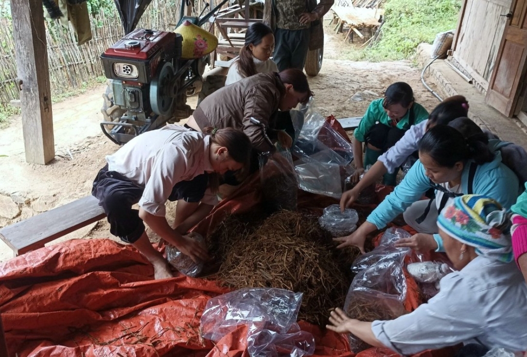 Người dân thực hành trồng và nhân giống nấm tại huyện Nguyên Bình.