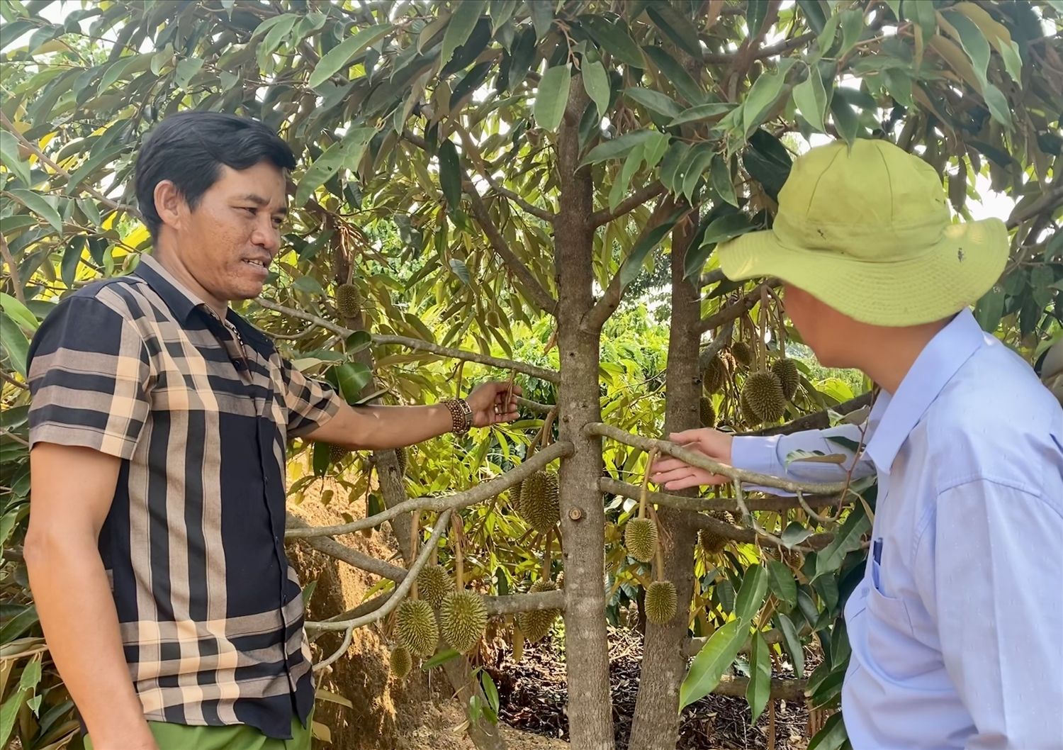 Ngoài cây cao su, cà phê, đồng bào DTTS ở xã Hơ Moong đã mạnh dạn đầu tư trồng thêm cây sầu riêng