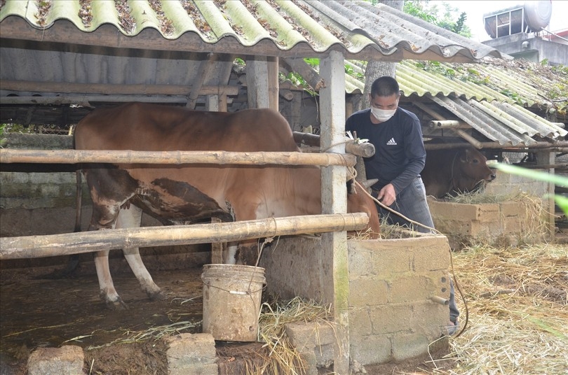 Nhiều hộ dân ở miền núi Thanh Hóa vươn lên thoát nghèo nhờ được hỗ trợ mô hình chăn nuôi