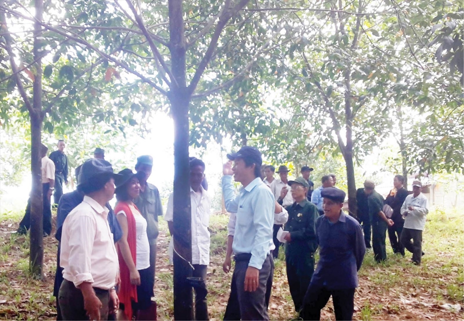 Các già làng, Người có uy tín trong đồng bào DTTS huyện Nam Đông tuyên truyền, vận động đồng bào phát triển cây cao su.