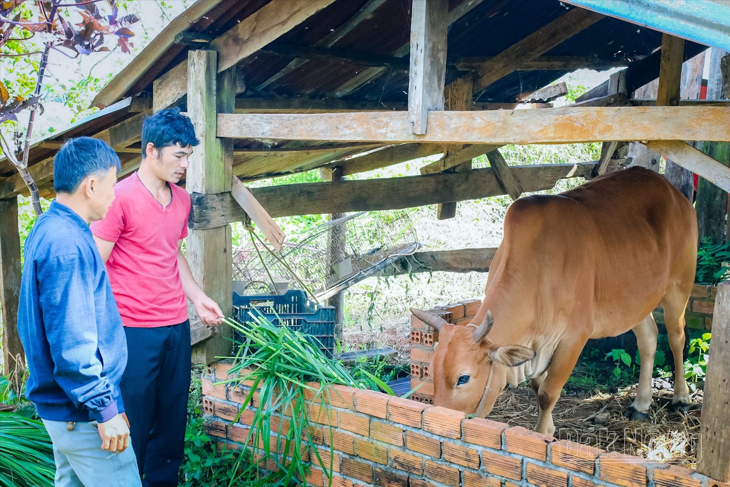 Hộ nghèo xã Đắk Búk So, huyện Tuy Đức được hỗ trợ bò giống từ Chương trình MTQG 1719.