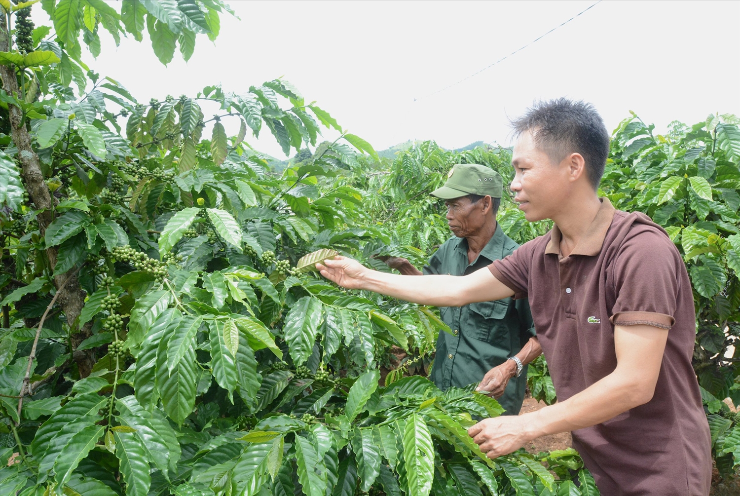 Đồng bào DTTS bon Ja Ráh, xã Nâm Nung huyện Krông Nô có vốn đầu tư tái canh cà phê nhờ được hỗ trợ 40 triệu đồng từ nguồn vốn Chương trình MTQG 1719.