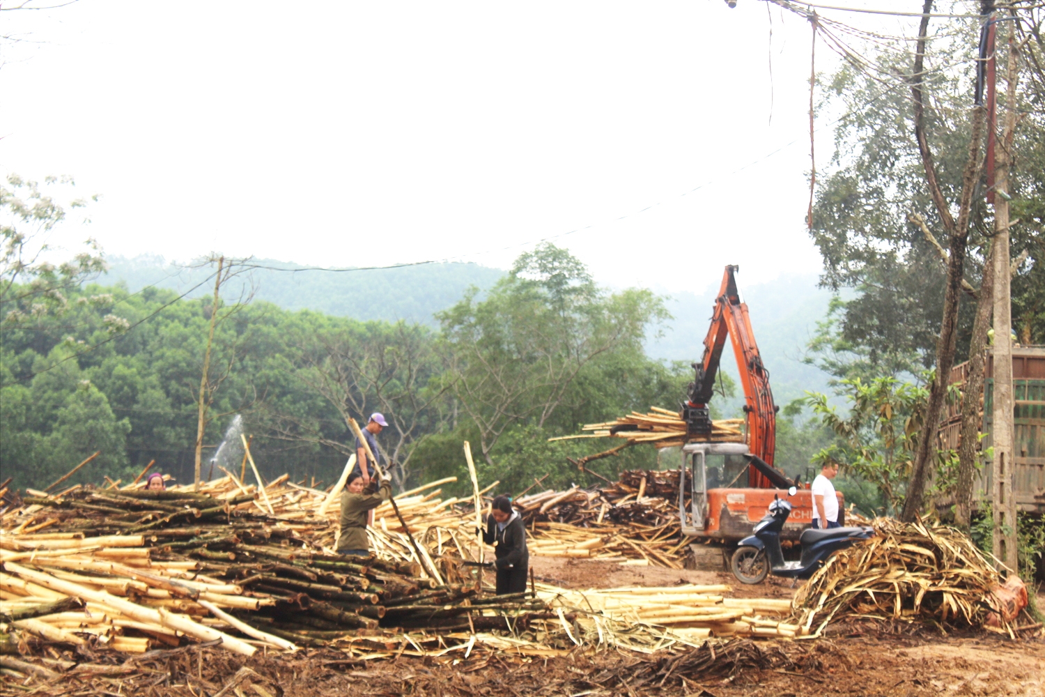 Nhiều cơ sở thu mua chế biến gỗ keo tự phát tại Thanh Hóa