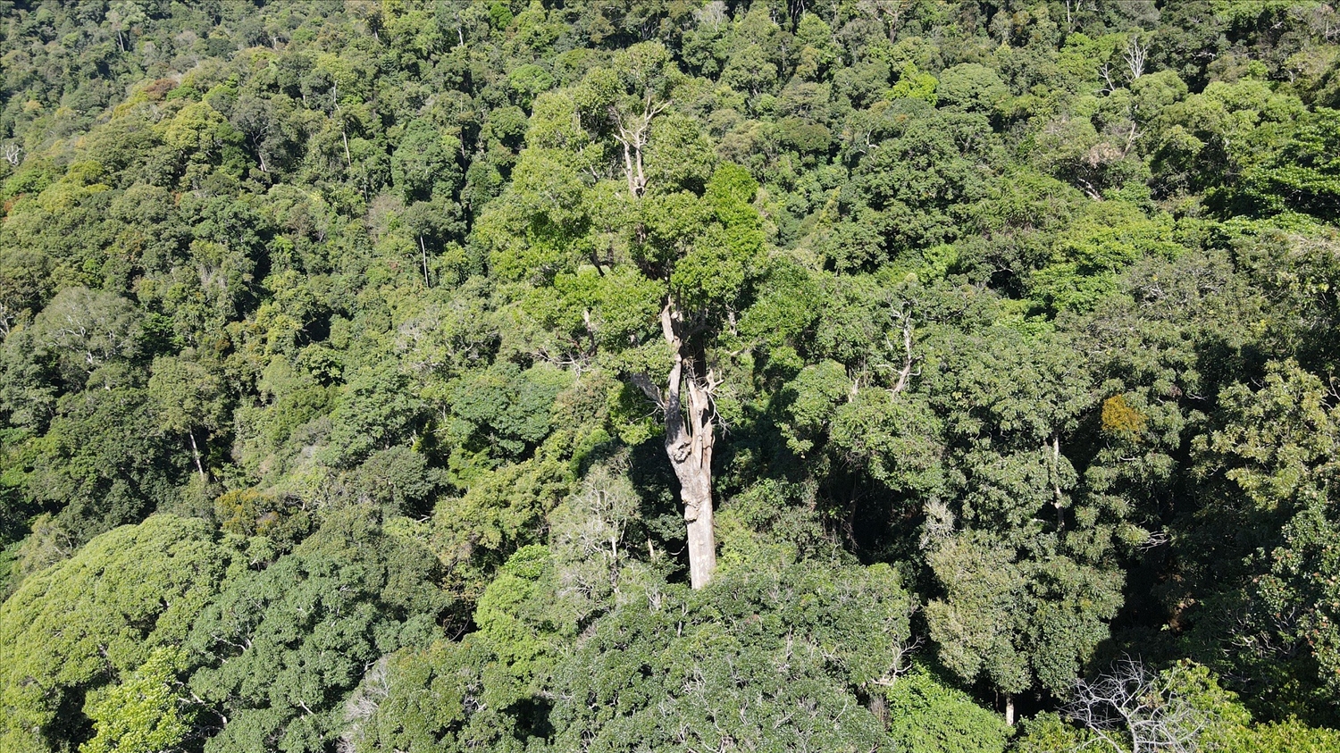 Tỉnh Kon Tum hiện có 632.938 ha rừng nhưng chỉ có hơn 1.000 cán bộ, viên chức, người lao động làm công tác quản lý, bảo vệ rừng