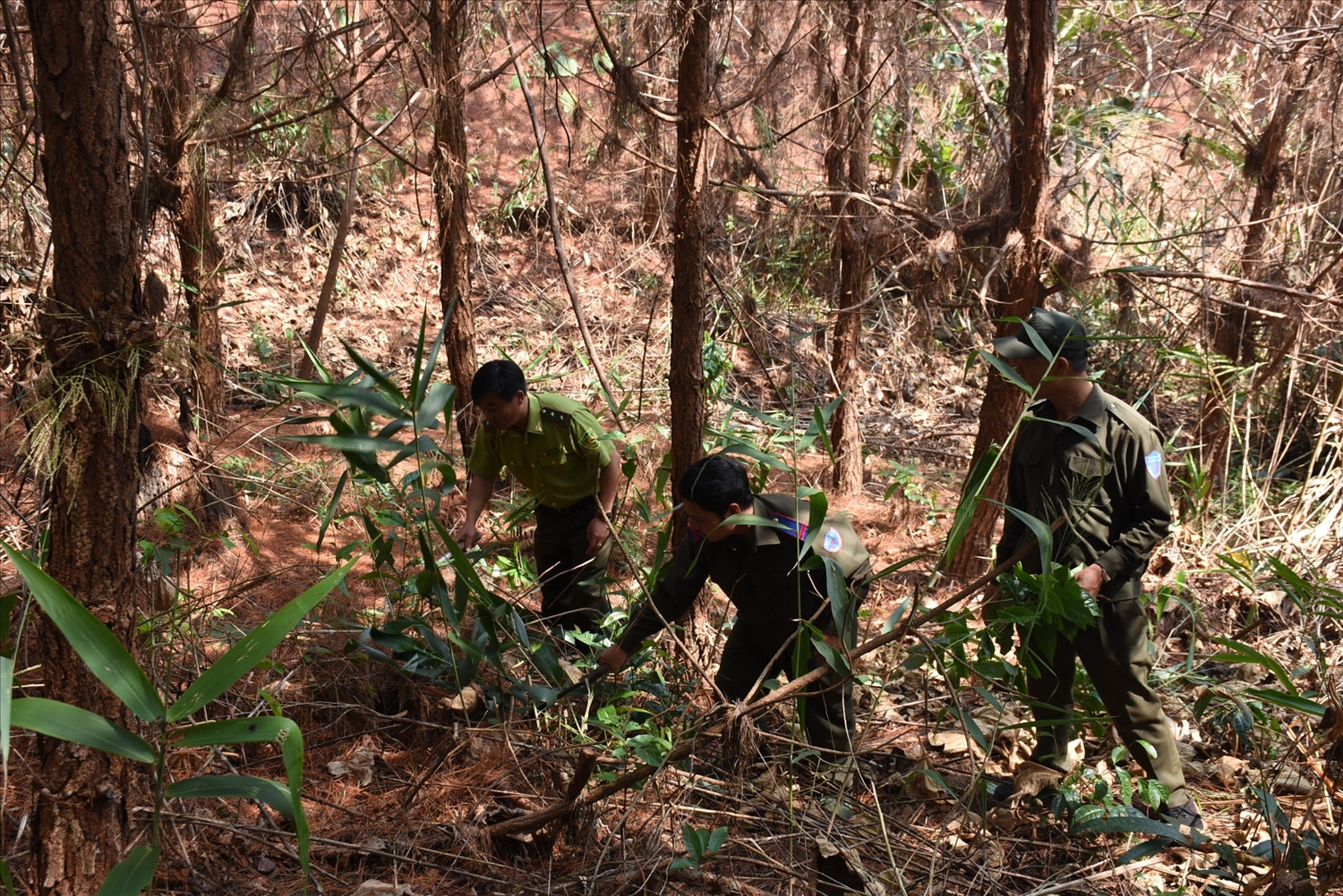 Lực lượng bảo vệ rừng còn thiếu rất nhiều, nên một người phải quản lý diện tích gấp 3 lần định mức quy định