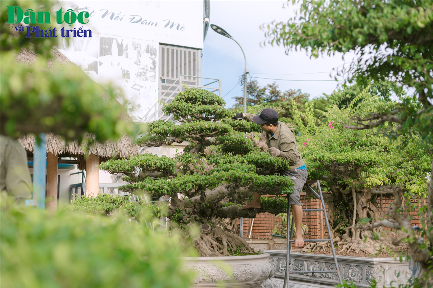 Với hơn 20 năm kinh nghiệm làm nghề, anh Nguyễn Minh Thắng (44 tuổi), người dân thôn Vị Khê chia sẻ: “Mỗi người có cách cảm nhận và thổi hổn vào cây khác nhau, vì thế cũng tạo ra các cây có dáng vẻ và biểu đạt ý tưởng khác nhau”. 