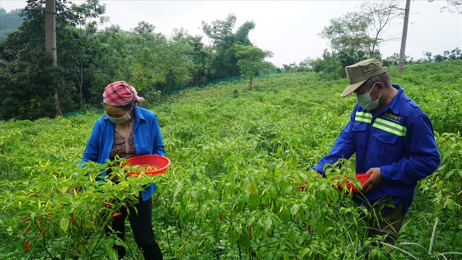 Thu nhập của người dân vùng cao Lào Cai ngày càng được cải thiện nhờ đưa những giống cây, con mới vào gieo trồng