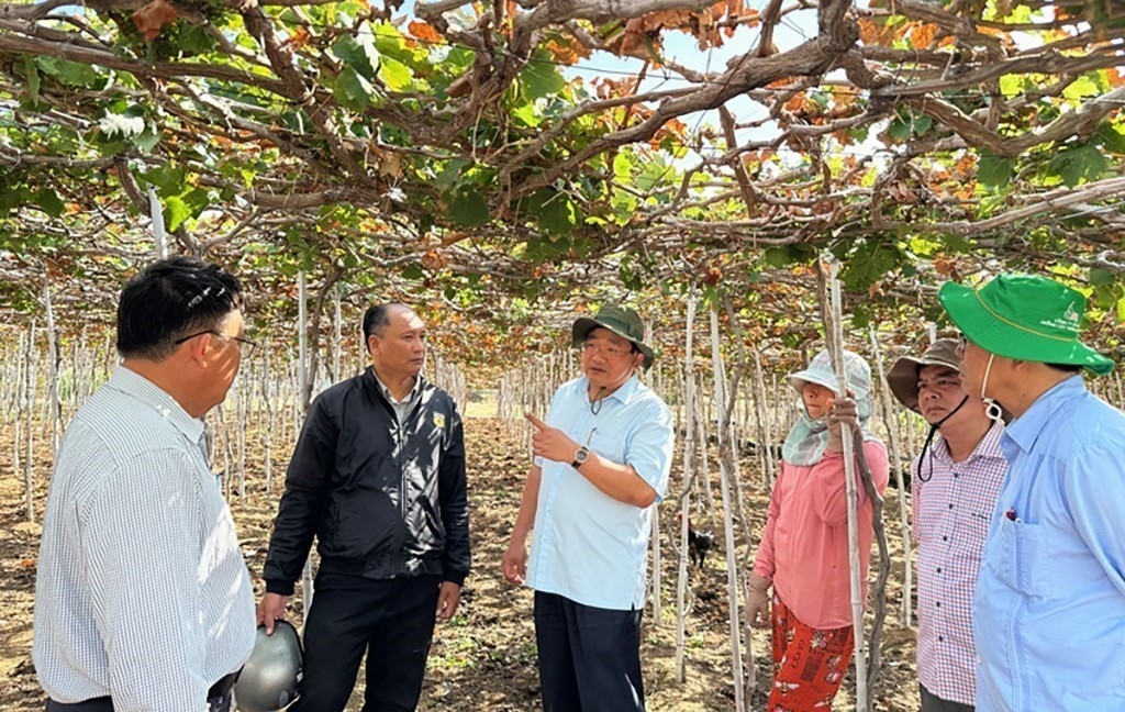Lãnh đạo tỉnh Ninh Thuận khảo sát vườn nho ở xã Vĩnh Hải, huyện Ninh Hải bị héo khô do tưới phải nước bị nhiễm mặn (Ảnh: Công Thử).