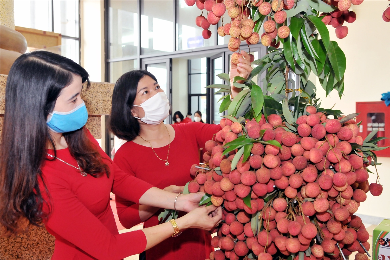 Hiện nay, tỉnh Bắc Giang chủ động tổ chức các hoạt động xúc tiến tiêu thụ vải thiều.