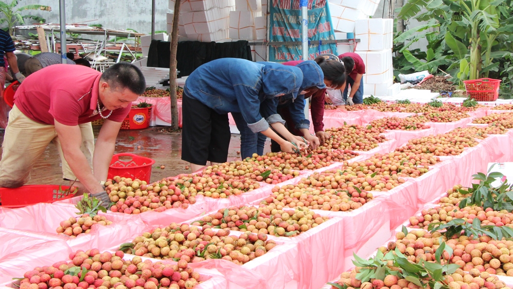 Vải chính vụ của Bắc Giang giảm gần 70% sản lượng so với năm ngoái.