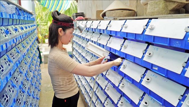 Mô hình nuôi cua bằng hộp nhựa bằng công nghệ lọc nước tuần hoàn vừa ít rủi ro, vừa chủ động được thời điểm xuất bán cua thương phẩm.