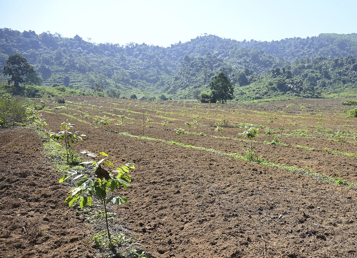 Một điểm trồng rừng thay thế trên địa bàn huyện Quỳ Hợp