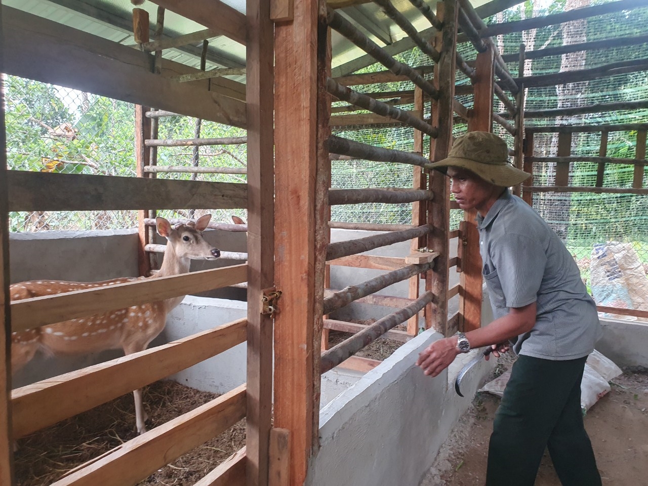 Mô hình nuôi hươu đang phát huy hiệu quả tại các huyện miền núi Quảng Nam