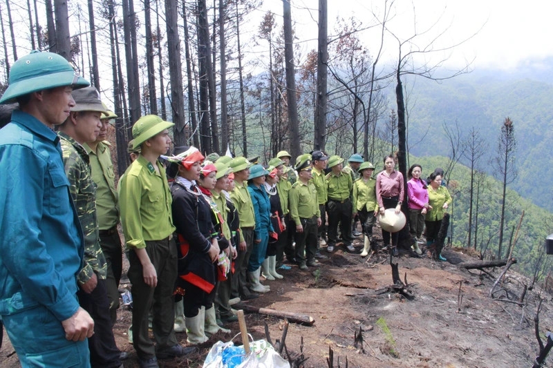 Cán bộ kiểm lâm hướng dẫn người dân trồng cây sa mộc trên đỉnh Tây Côn Lĩnh.